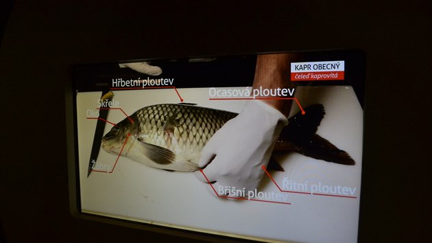 Na nov interaktivn vstav Rybaen v Nrodnm zemdlskm muzeu se dozvte i anatomii kapra.