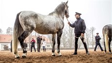Zástupci dánského království vybírali starokladrubského bělouše pro dánský dvůr, Zástupci dánského království vybírali starokladrubského bělouše pro dánský dvůr,