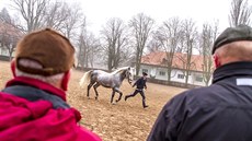 Zástupci dánského království vybírali starokladrubského bloue pro dánský dvr,