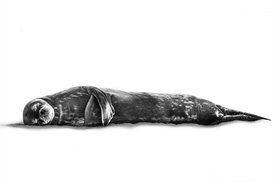 Speciální uznání v kategorii Monochromal. Spící Tule Weddellv v Antarktid