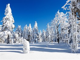 Zmrzlý les pod Klínovcem za sluneného dne. Pokud vám zasnený pahýl stromu v...