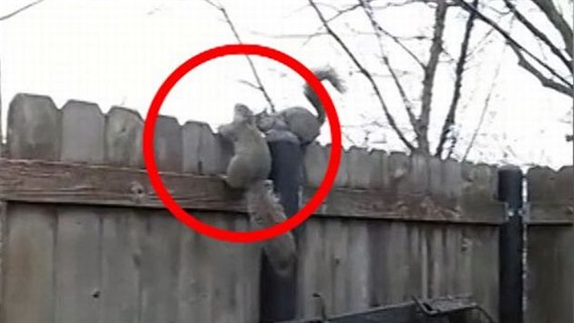 Vyplaen veverka skoila na plot ke kolegyni a rychle se rozhl, kam dl.