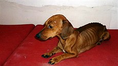 Jezevčice Maruška poté, co ji lidé i s jejími štěňaty zachránili z... Jezevčice Maruška poté, co ji lidé i s jejími štěňaty zachránili z...