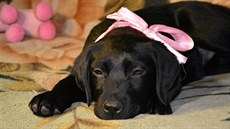 Tříměsíční fenka labradora Undina, kterou Anna Abramovová sdostala od... Tříměsíční fenka labradora Undina, kterou Anna Abramovová sdostala od...