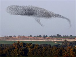 LÉTAJÍCÍ KYTOVEC. Hejna pak vytvoila na obloze nad jiním Izraelem formaci...