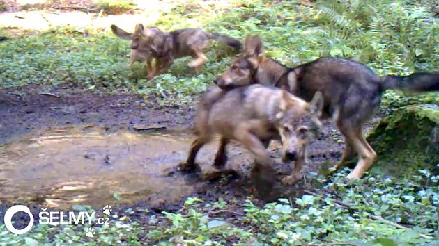 Na Kokonsku ije minimln sedmihlav smeka vlk