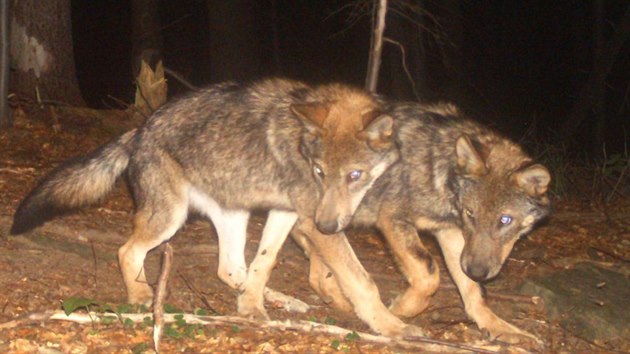 Ilustran foto vlk z fotopasti ve slovenskch Beskydech. 