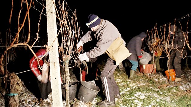 Pi devti stupnch Celsia pod nulou v pondl brzo rno sklzeli hrozny pro ledov vno i sbrai z Vinastv abata. Z 23 hektar vinic nabdnou
Frankovku.