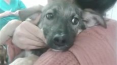 Srdceryvný pláč vyděšeného týraného štěněte postupně ustal a Priscilla se... Srdceryvný pláč vyděšeného týraného štěněte postupně ustal a Priscilla se...