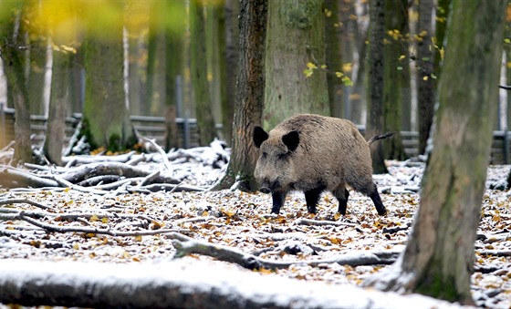 Ron se v esku uloví zhruba 200 tisíc divokých prasat. (Ilustraní snímek)