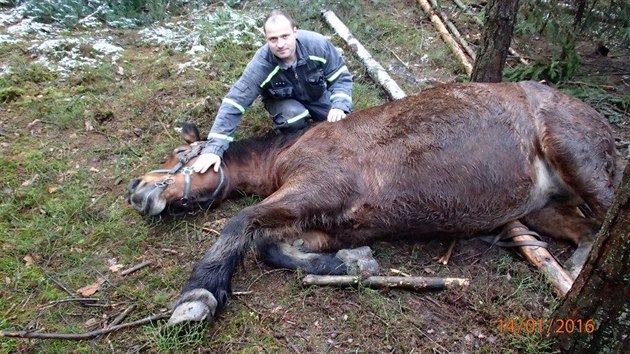 Kobylu, kter noha zapadla do jmy, vyprostili hasii pomoc lezeck techniky a t kladkostroj. (14. ledna 2016)