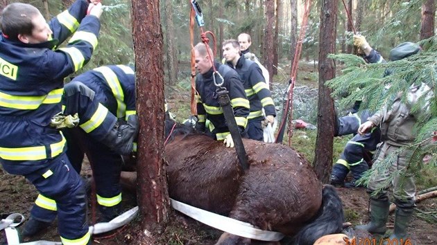 Kobylu, kter noha zapadla do jmy, vyprostili hasii pomoc lezeck techniky a t kladkostroj. (14. ledna 2016)
