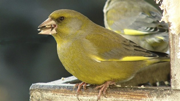 Zvonek zelený patří mezi pravidelné návštěvníky krmítek.