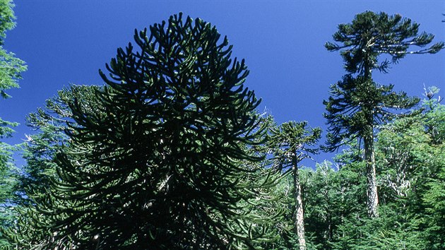 Na svazch And v severn Patagonii najdete araukriov pralesy.