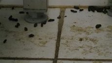 pinavá podlaha v jedné z hygieniky uzavených provozoven.
