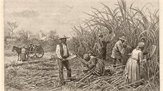Otroci na louisianských plantáích