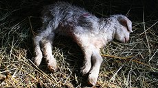 Dva psi roztrhali ve Vlachov Bezí nkolik koz a ovcí.