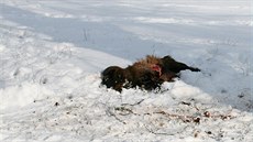 Dva psi roztrhali ve Vlachov Bezí nkolik koz a ovcí.