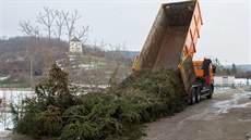 Vánoní strom byl pokácen a pevezen do zoologické zahrady, kde si na nm...