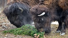 Praský vánoní strom sndla zvíata v zoologické zahrad (10.1.2016).