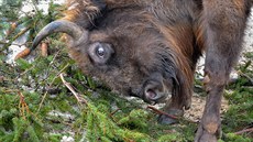 Praský vánoní strom sndla zvíata v zoologické zahrad (10.1.2016).