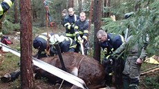 Kobylu, které noha zapadla do jámy, vyprostili hasii pomocí lezecké techniky a...