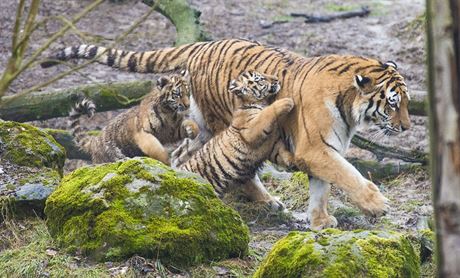 Zlínská zoo potvrdila v roce 2015 pozici druhé nejnavtvovanjí zahrady v republice. Jejím aktuálním lákadlem jsou teba tygí mláata.