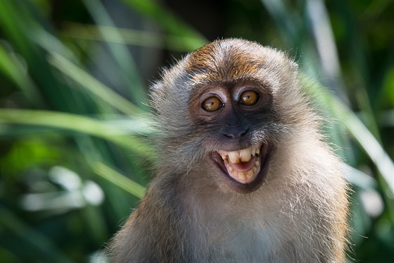 Pro poteby studie bylo vytvoeno osm makak jávských s pebytenými kopiemi...