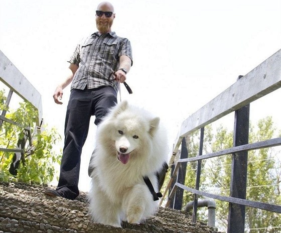 7/ Samojed