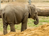 Sloní slečna Sumitra z ostravské zoo uhynula ani ne dva týdny před druhými... Sloní slečna Sumitra z ostravské zoo uhynula ani ne dva týdny před druhými...