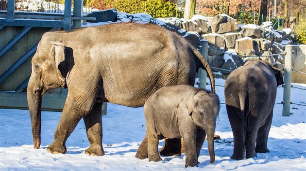 st slon rodinky v ostravsk zoo. Sumitra uprosted, vpravo otoen Rashmi.