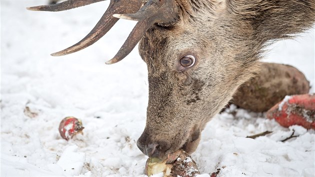 Turist chod do pezimovac obrky Beranky u Srn sledovat krmen jelen.