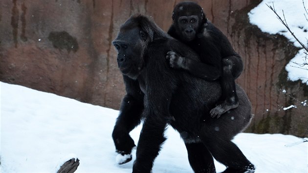 gorily, Zoo Praha, zima, snh