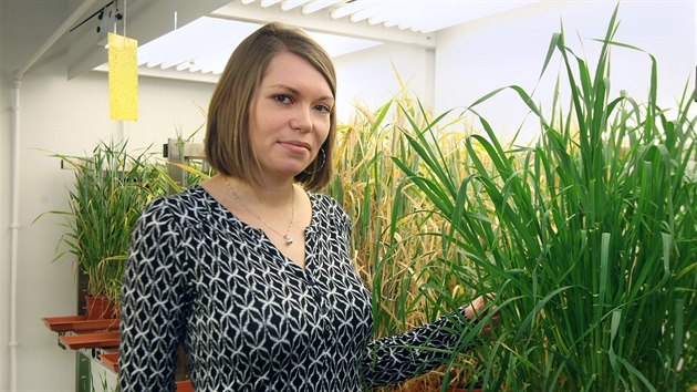 Molekulrn bioloka Centra regionu Han pro biotechnologick a zemdlsk vzkum Katarna Holubov v pstrn jemene, na jeho genetick modifikaci zamen na zven vnos pracuje.