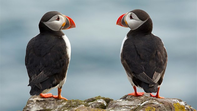 Papuchalk blobrad (Fratercula arctica). Tento zamilovan pr byl vyfocen v lt na Islandu. Zimn msce trv na otevenm moi daleko od pevniny. Na pobe se vrac pouze v letnch mscch, kde hnzd v kolonich.