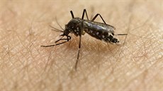 Virus zika penáí komái Aedes aegypti (18. ledna 2016)