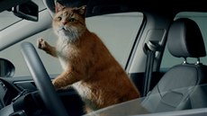 Kočičí reklama na Volkswagen Kočičí reklama na Volkswagen