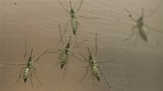 Komár egyptský (Aedes aegypti) íí horeku dengue nebo lutou zimnici.