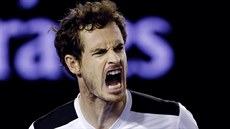 Britský tenista Andy Murray se raduje v semifinále Australian Open.