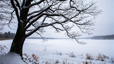 Strom stojící na hrázi mezi Dolejším a Hořejším Padrťským rybníkem. Před... Strom stojící na hrázi mezi Dolejším a Hořejším Padrťským rybníkem. Před...