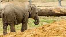Sloní slena Sumitra z ostravské zoo uhynula ani ne dva týdny ped druhými...