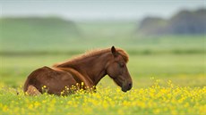 Islandský k (Islandský pony). Velice odolné plemeno vylechtné na Islandu od...