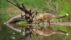 Liška obecná (Vulpes vulpes). Liška pije z malého rybníčku ukrytého uprostřed... Liška obecná (Vulpes vulpes). Liška pije z malého rybníčku ukrytého uprostřed...