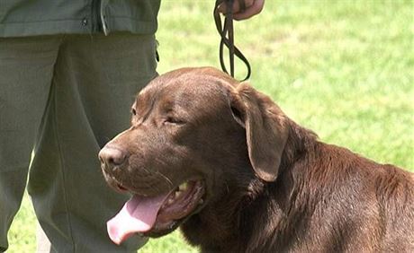 Labradorský retriever. Ilustraní snímek 