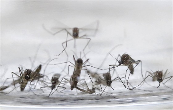 Virus zika penáí komár druhu Aedes aegypti.