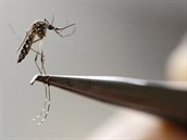 Komr druhu Aedes aegypti, kter pen celou adu onemocnn od malrie po...