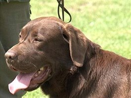 Labradorsk retriever