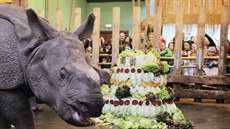 Nosoroí samika Maruka z plzeské zoologické zahrady oslavila druhé...