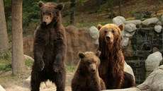 Medvědice Kamčatka přivedla v brněnské zoo na svět mláďata už před čtyřmi lety,... Medvědice Kamčatka přivedla v brněnské zoo na svět mláďata už před čtyřmi lety,...