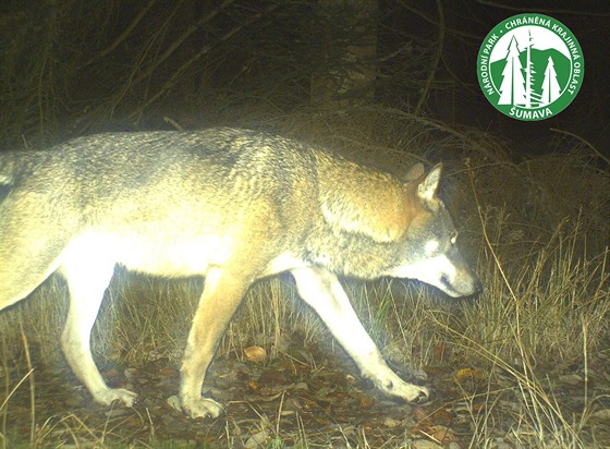 Fotopasti umavského národního parku zachytily v roce 2015 opakovan vlka.